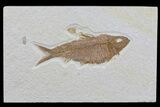 Knightia Fossil Fish With nd Smaller One - Wyoming #79801-1